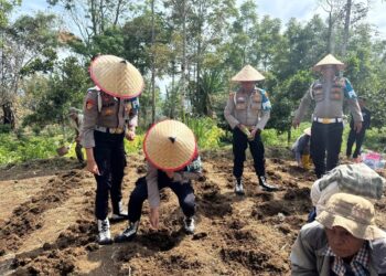Dukung Ketahanan Pangan, Polda Sumbar Manfaatkan Lahan Produktif di Canduang