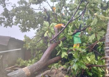 Diterpa Angin Kencang, Pohon Tumbang Kembali Menimpa Rumah Warga di Padang Timur
