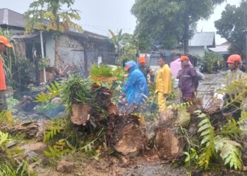 Cuaca Ekstrem Landa Padang, BPBD Tangani Pohon Tumbang di Tujuh Titik
