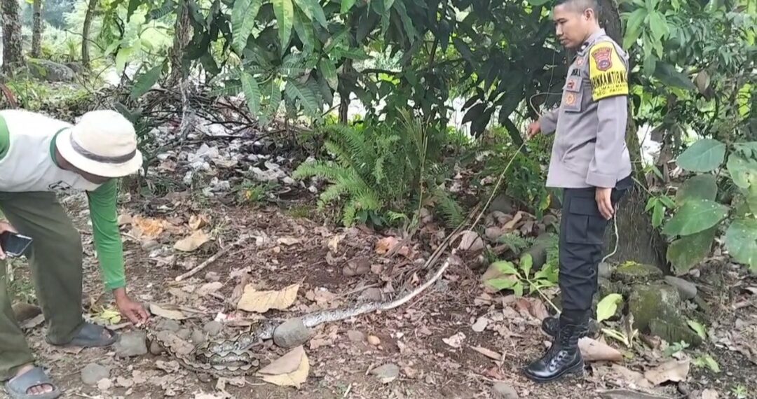 Warga dan Polisi Evakuasi Ular Sanca Sepanjang 3 Meter di Limau Manis