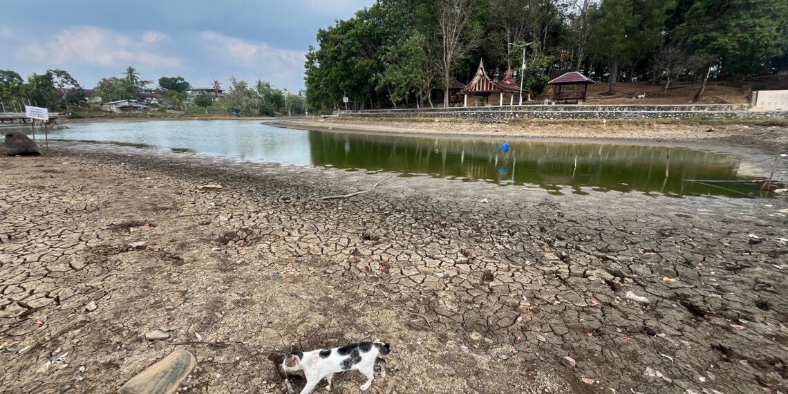 Kemarau Panjang, Danau Pulau Belibis Kota Solok Mengering