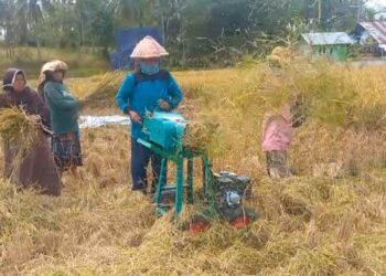 Petani di Solok Olah Jerami Pasca Panen sebagai Kompos Suburkan Tanah