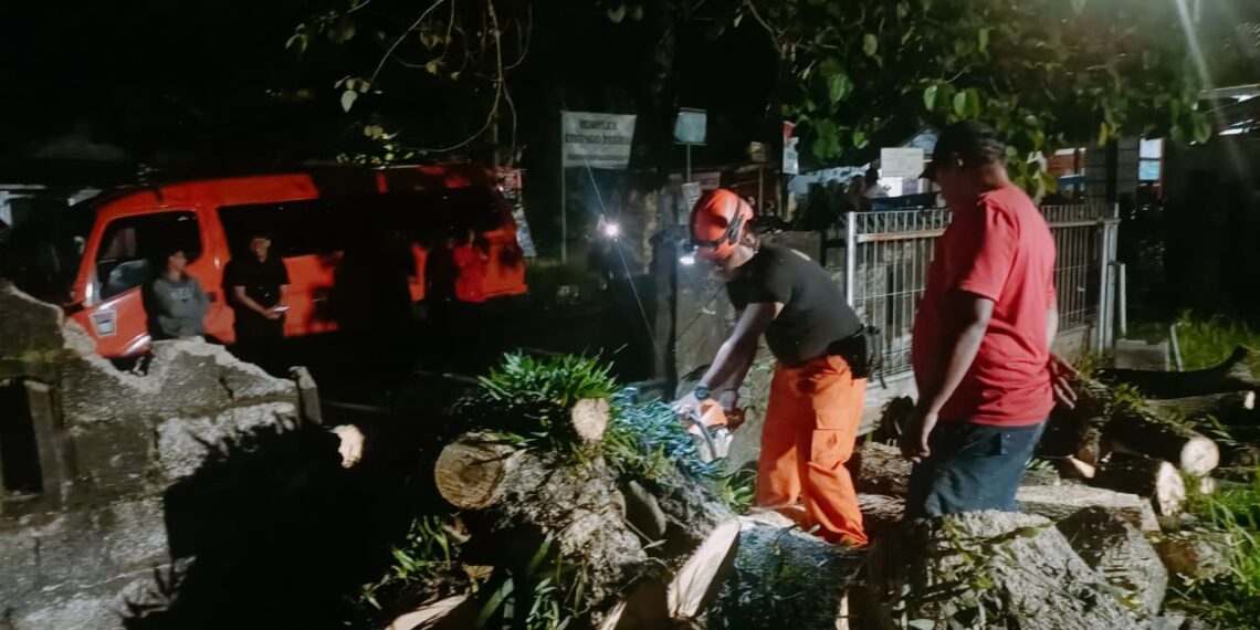 Pohon Besar Roboh di Padang, Rumah Warga Alami Kerusakan