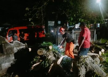 Pohon Besar Roboh di Padang, Rumah Warga Alami Kerusakan