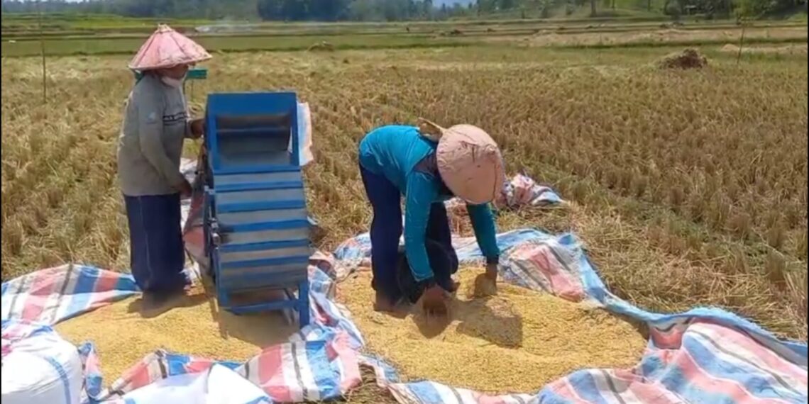 Sawah Kekeringan, Produksi Padi Petani di Solok Alami Penurunan
