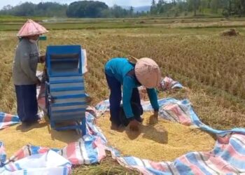 Sawah Kekeringan, Produksi Padi Petani di Solok Alami Penurunan