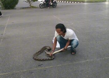 Empat Ular Sanca dan Piton Dievakuasi dari Pemukiman Warga di Kota Solok