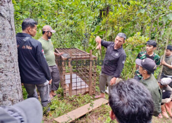 BKSDA Pasang Kandang Jebak dan Kamera di Sekitar Lokasi Warga Diserang Harimau di Solsel