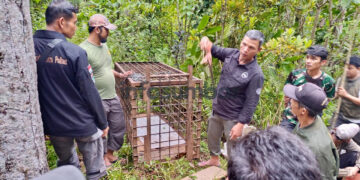 BKSDA Pasang Kandang Jebak dan Kamera di Sekitar Lokasi Warga Diserang Harimau di Solsel
