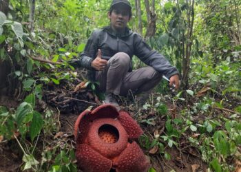 Rafflesia ke 10 di Tahun 2025 Ditemukan Mekar di Saniangbaka