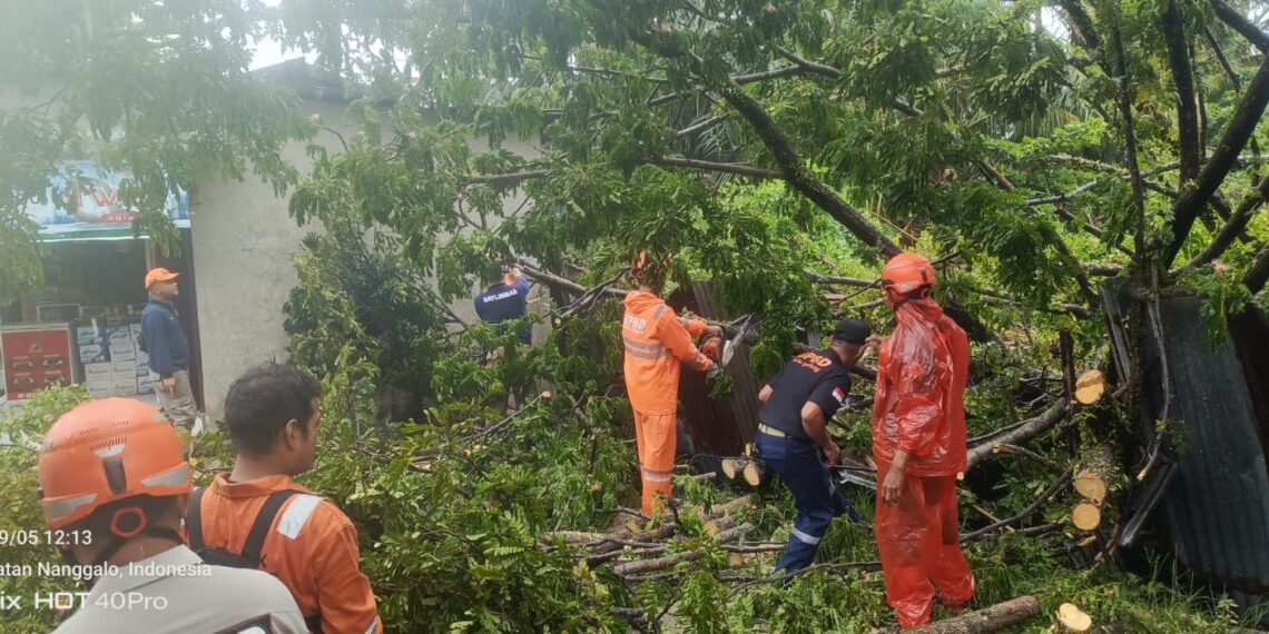 Akses Jalan Terhambat, BPBD Padang Tangani Pohon Tumbang di Sejumlah Titik