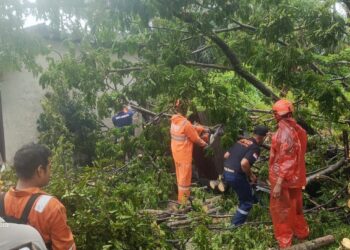 Akses Jalan Terhambat, BPBD Padang Tangani Pohon Tumbang di Sejumlah Titik