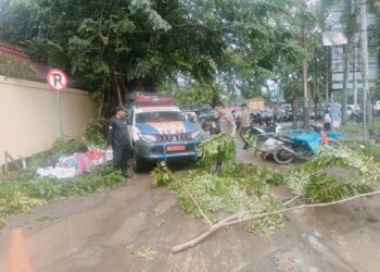 Hujan dan Angin Kencang, Pohon Tumbang Menimpa Kabel Listrik di Padang