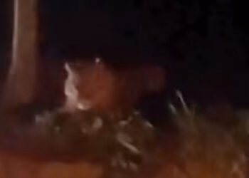 Beredar Video Penampakan Harimau di Koto Sani Solok, Dipastikan Hoax