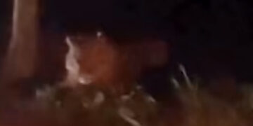 Beredar Video Penampakan Harimau di Koto Sani Solok, Dipastikan Hoax