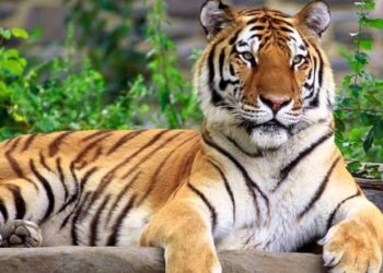 Dua Warga Diserang Harimau saat Menyadap Karet di Solok Selatan