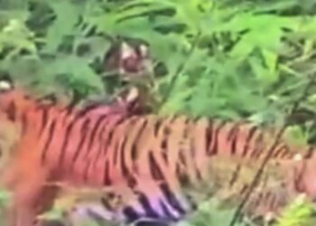 Warga Diserang Harimau di Solsel, BKSDA Minta Warga Waspada: Tim Lakukan Penanganan di Lapangan