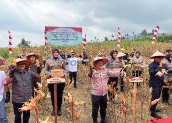 Panen Raya Jagung Serentak Kuartal III, Produksi di Sumbar Capai 443 Ribu Ton