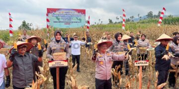 Panen Raya Jagung Serentak Kuartal III, Produksi di Sumbar Capai 443 Ribu Ton