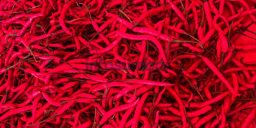 Harga Cabai di Solok Masih Tinggi, Konsumen Terpaksa Berhemat