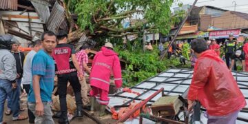 16 Titik Pohon Tumbang Akibat Hujan Badai di Kota Solok, BPBD: Tak ada Korban Jiwa