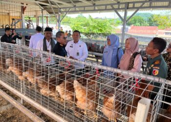Lapas Kelas IIB Solok Kembangkan Peternakan Ayam Petelur, Kalapas: Warga Binaan Dilatih Mandiri dan Produktif