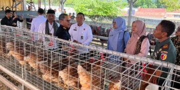 Lapas Kelas IIB Solok Kembangkan Peternakan Ayam Petelur, Kalapas: Warga Binaan Dilatih Mandiri dan Produktif