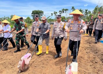 Penanaman Jagung Serentak Kuartal IV, Sumbar Siapkan 106 Hektare Lahan