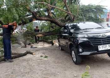 Mobil Warga di Padang Tertimpa Pohon Saat Turunkan Penumpang