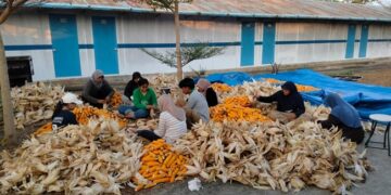 PLN Sulap Limbah Jagung Jadi Listrik, Petani Tuban Dapat Tambahan Penghasilan