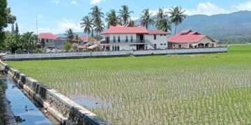 Saluran Irigasi Bocor, Petani di Kota Solok Usulkan Perbaikan untuk Mencegah Gagal Panen
