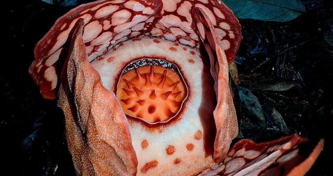 13 Tahun Pencarian, Bunga Rafflesia Hasseltii Akhirnya Ditemukan Mekar di Sumbar