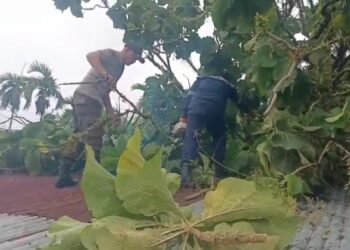 Hujan Deras Disertai Angin Kencang, Pohon Tumbang Timpa Rumah Warga di Padang