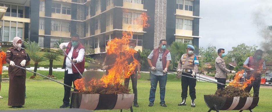 Polda Sumbar Gulung Jaringan Pengedar Antar Provinsi, Puluhan Kilogram Ganja Dimusnahkan