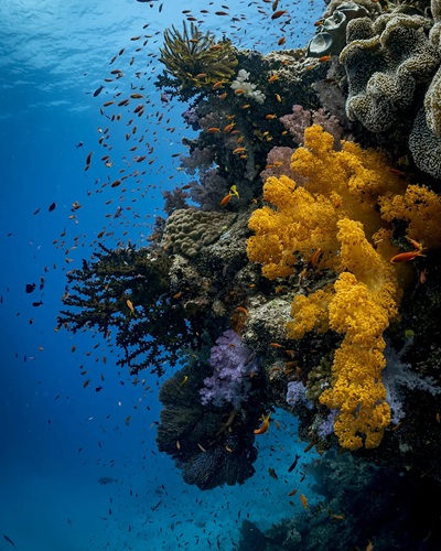 20260411094743_FIJI.jpg
