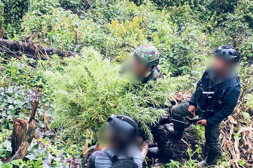 20260414113715_Ladang-Ganja_Papua_2.jpg