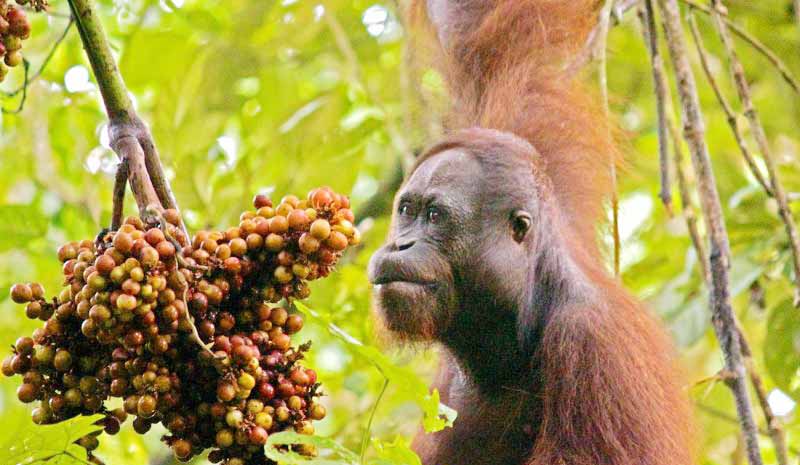 20260614192604_orangutan.jpeg