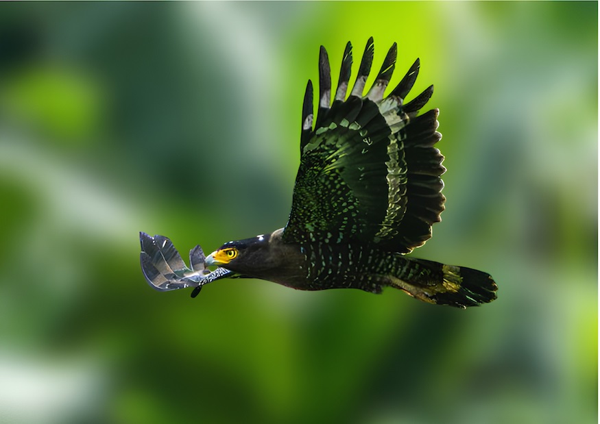 20260825063145_Pelestarian-Elang-Jawa_1.jpg
