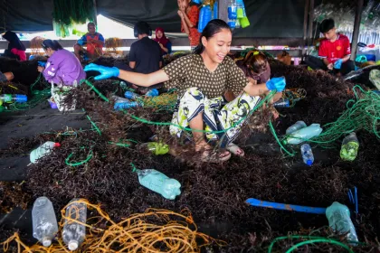 Produksi rumput laut di Nunukan