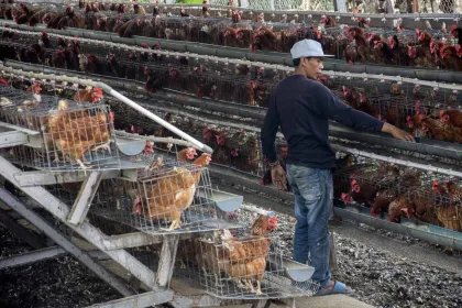 Telur Ayam Diusulkan Masuk Skema CPP untuk Perkuat Cadangan Pangan