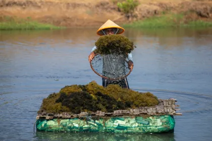 KKP dorong penguatan produksi rumput laut Glacilaria
