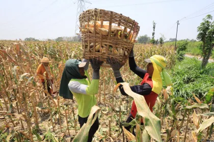 Peningkatan produksi bahan baku bioetanol