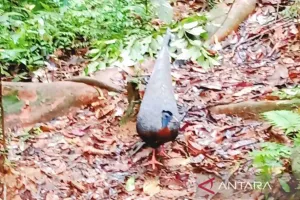 Keragaman Hayati Hutan Kahung Dihuni Burung Merak