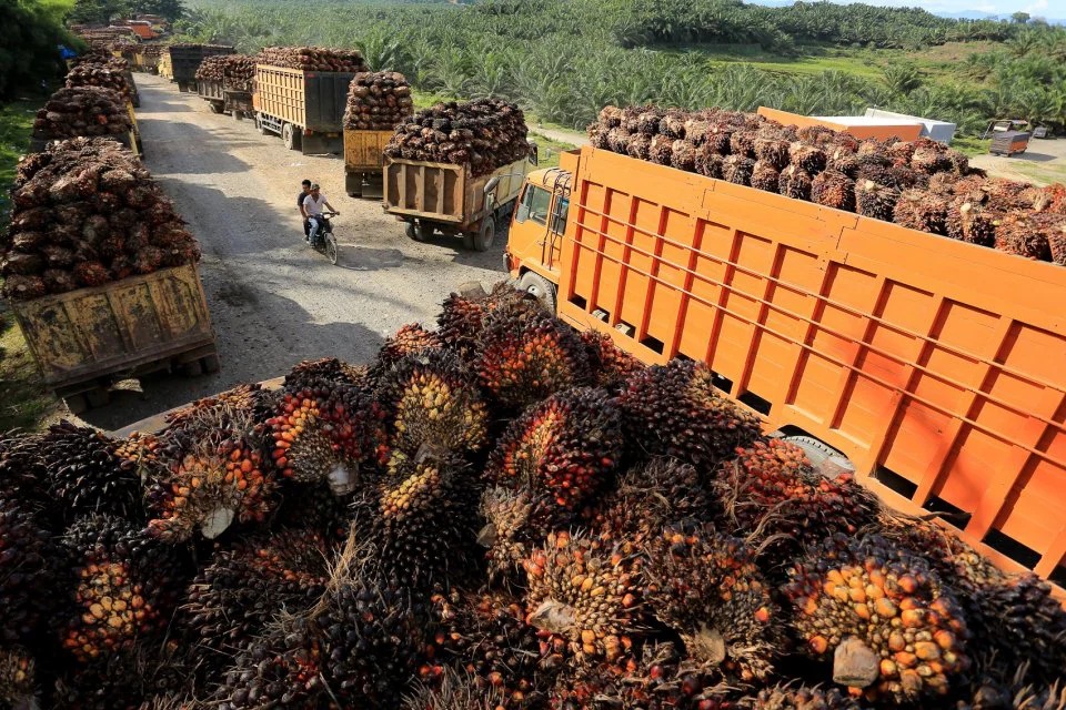 Petani Sawit Diinjak untuk Jual TBS Jauh di Bawah Harga Pasar
