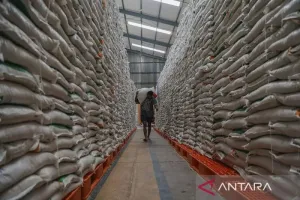 Produksi Beras Indonesia Tertinggi di Asia Tenggara, ke-4 di Dunia