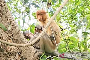 Fenomena Langka, Bayi Kembar Monyet Bekantan Lahir di Pulau Cariak, Kalimantan Selatan