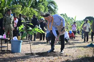 Tanam Kakao Unggulan di Papua Barat, Wakil Presiden Gibran Rakabuming Dorong Perkebunan Jadi Penggerak Ekonomi Daerah.