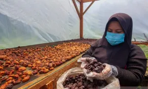 UNAND Kaji Sistem Parak Minangkabau, Solusi Kearifan Lokal Hadapi Perubahan Iklim Global