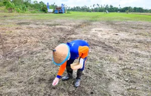Bangka Tengah Tanam Padi Gogo di Setiap Kecamatan