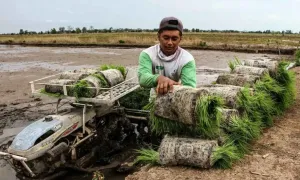 Food Estate Harus Libatkan Warga Lokal untuk Cegah Konflik Agraria